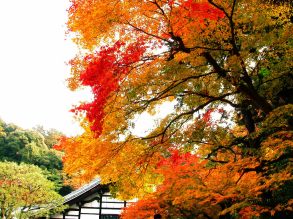 Japão - Outono